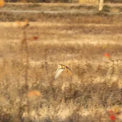 American Barn Owl thumbnail 1