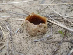 Dune Cup thumbnail 4