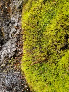 Erect-fruited Iris Moss thumbnail 2