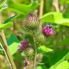 lesser burdock thumbnail 2