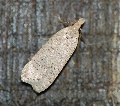 Georgia Dichomeris Moth
