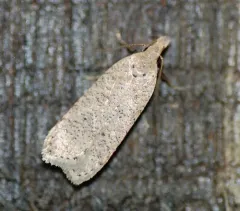 Georgia Dichomeris Moth thumbnail 1