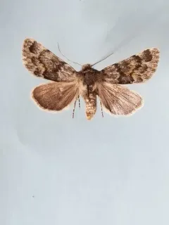 Lasionycta luteola thumbnail 3