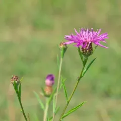 Brown Knapweed thumbnail 4