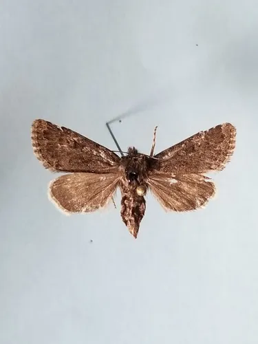 Lasionycta coracina