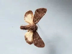 Lasionycta secedens thumbnail 3