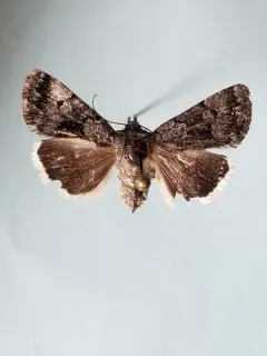 Sympistis funebris thumbnail 2