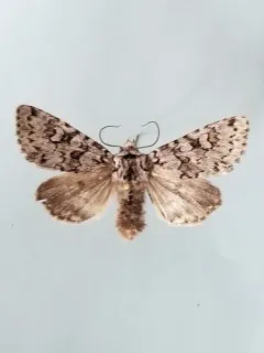 Lasionycta mutilata thumbnail 3