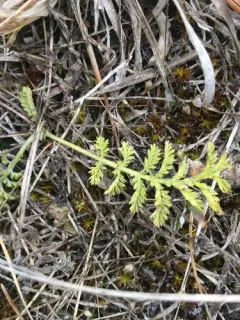 Noble Yarrow thumbnail 4