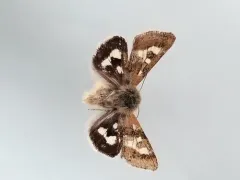 Persimilis Flower Moth thumbnail 2