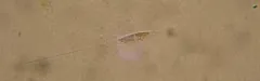 Cylindrotheca closterium thumbnail 1