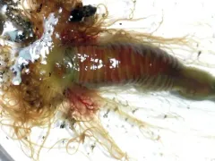 Eupolymnia heterobranchia thumbnail 3