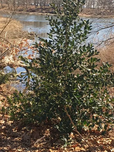 Chinese holly