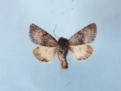 Lasionycta impingens thumbnail 4
