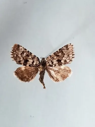 Sympistis lapponica