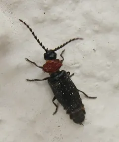 Lateral-lobed Soldier Beetle thumbnail 3