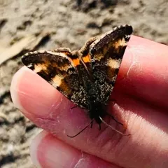 Infant Moth thumbnail 2