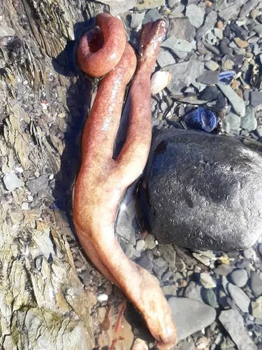 Alcyonidium pachydermatum