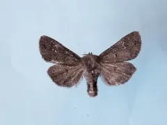 Polia rogenhoferi thumbnail 2