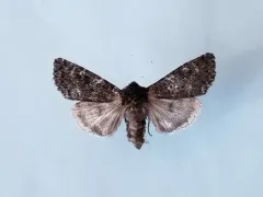 Great Black Dart thumbnail 3