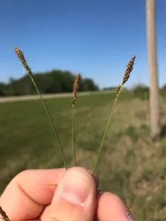 Hall's Sedge thumbnail 3