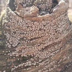 ceramic parchment thumbnail 2