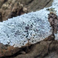 Star Rosette Lichen thumbnail 3