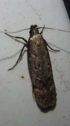 Gelechia albisparsella thumbnail 2