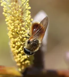 Greater Spring Blacklet thumbnail 4