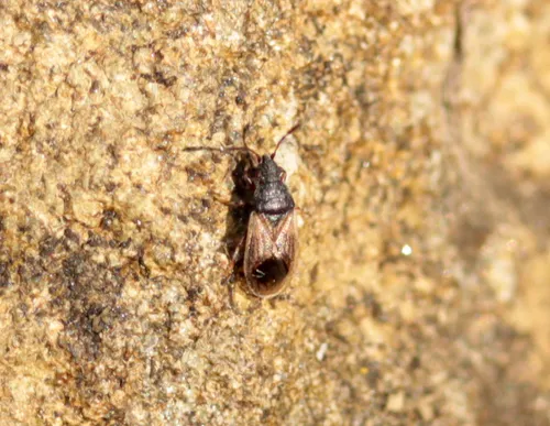 Crophius disconotus