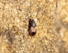 Crophius disconotus thumbnail 1