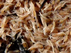 Thysanoessa spinifera thumbnail 4