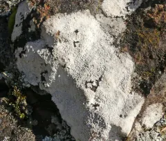 Varicellaria lactea thumbnail 2