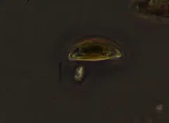 Encyonema leibleinii thumbnail 4
