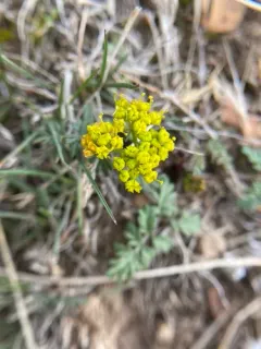 henderson's lomatium thumbnail 2