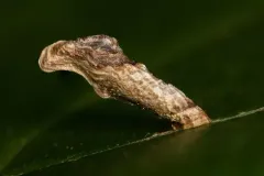 Coleophora querciella thumbnail 4
