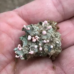 Pink Earth Lichen thumbnail 3