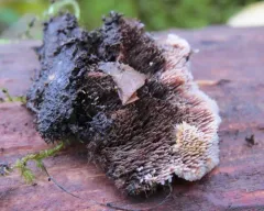 Gloiodon strigosus thumbnail 4