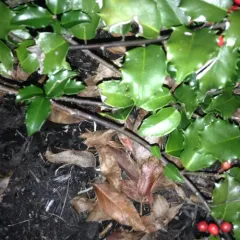 American holly thumbnail 4