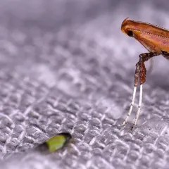 Erythridula bitincta thumbnail 2