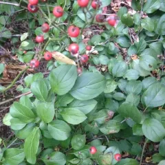 multiflora rose thumbnail 4
