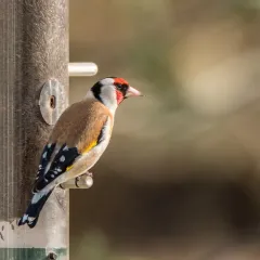 European Goldfinch thumbnail 2
