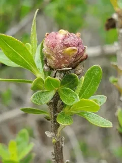 Coyote Brush Bud Gall Midge thumbnail 4