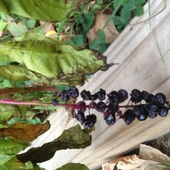 American pokeweed thumbnail 5