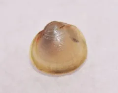 Swamp Fingernailclam thumbnail 2