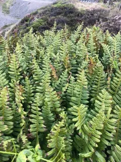 Nested Polypody thumbnail 3