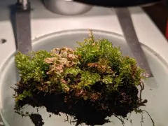 Olivegreen Calcareous Moss thumbnail 2
