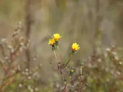 bristly oxtongue thumbnail 2