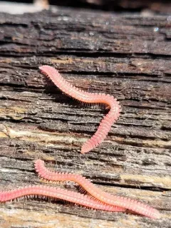 Ischnocybe plicata thumbnail 2