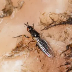 Waltzing Fly thumbnail 2